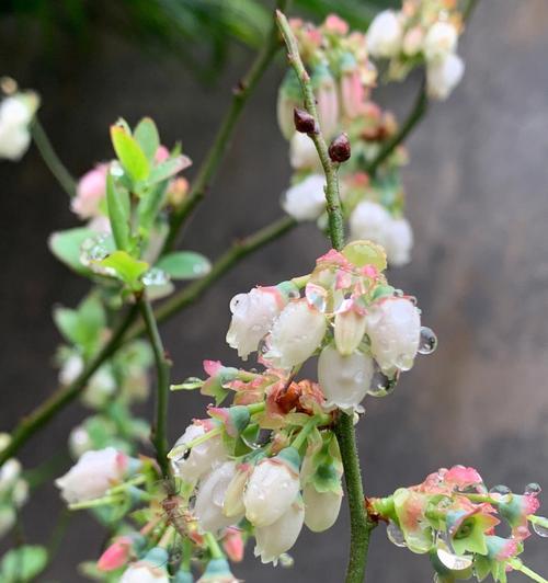 蓝莓开花是什么样子的？开花颜色有哪些变化？