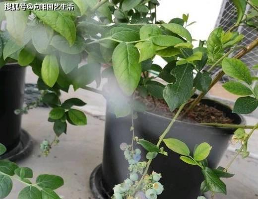 蓝莓配土方法是什么？种植土壤应具备哪些特点？