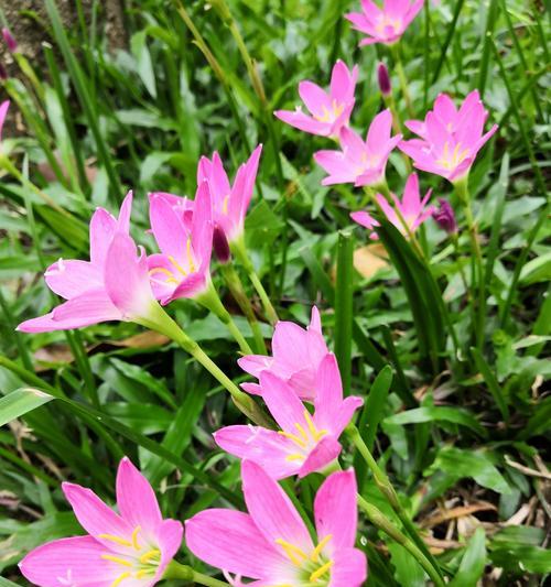 风雨花的花语是什么？它有哪些寓意和象征意义？