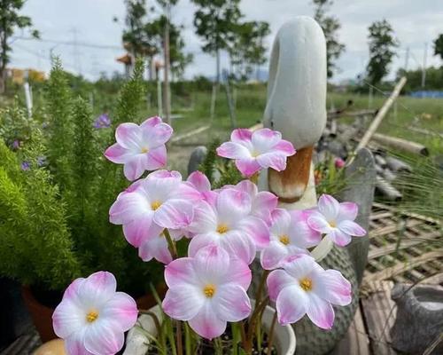 风雨花的花语是什么？它有哪些寓意和象征意义？