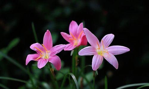 风雨兰的花语是什么？如何养护风雨兰？