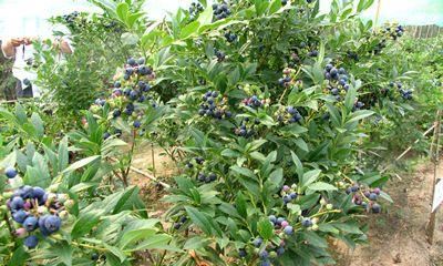 蓝莓是多年生植物吗？如何正确种植和养护？