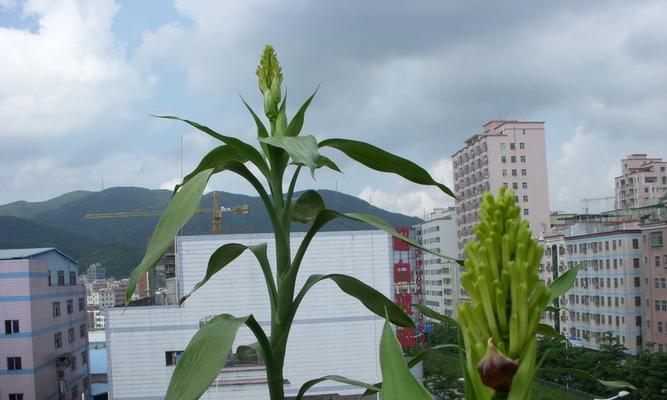 富贵竹开花预示着什么意思？富贵竹开花的含义是什么？