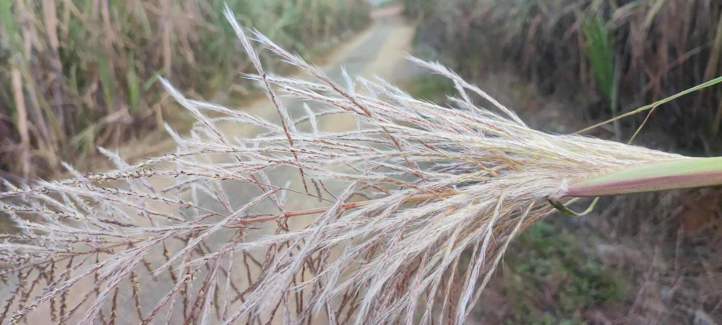 甘蔗开花预兆什么？甘蔗开花的寓意有哪些？