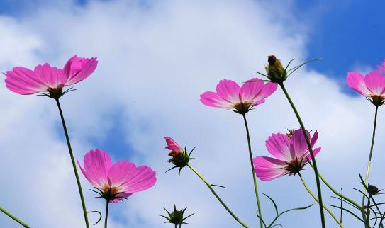 格桑花的花语是什么？它的寓意有哪些常见问题解答？