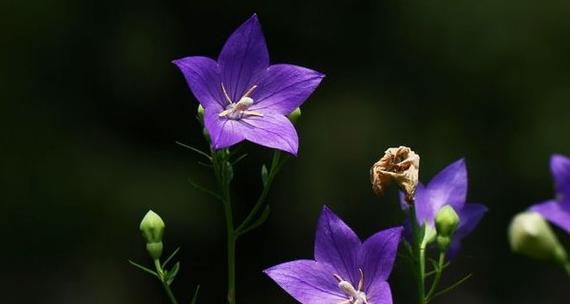 梗菊的花语寓意是什么？梗菊代表的含义有哪些？