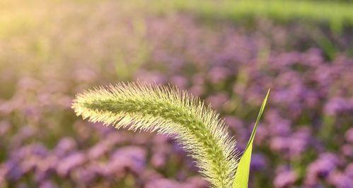 狗尾巴花代表什么意思？花语和象征意义是什么？