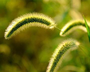 狗尾巴花代表什么含义？花语解读与常见问题解答？