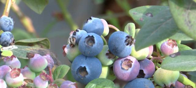 蓝莓一年四季都能买到吗？夏秋季节的蓝莓成熟上市情况如何？