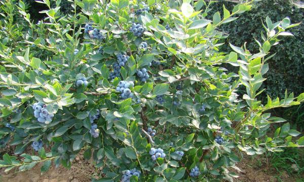 蓝莓什么时候种植最好？生长周期有哪些特点？