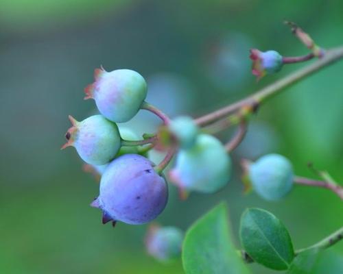 蓝莓种子是怎么来的？种植蓝莓需要了解哪些知识？