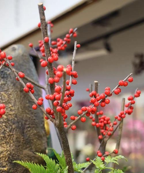 红果的花语是什么？红果寓意有哪些常见问题解答？