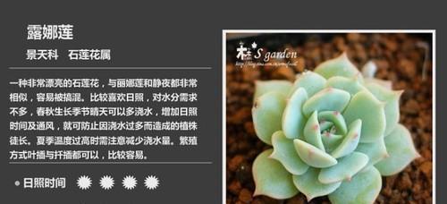 蓝石莲配土方法是什么？种植土壤该如何选择？