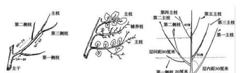 蓝石莲修剪方法是什么？如何正确修剪蓝石莲？