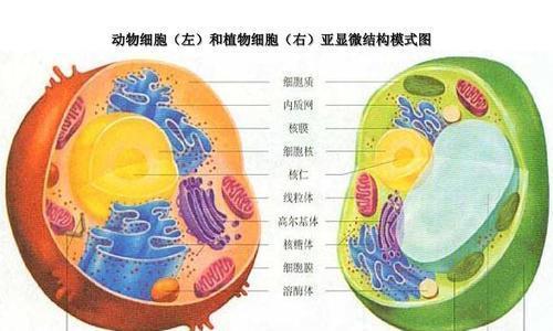 植物和动物细胞的区别在哪里？