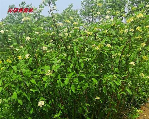 花箭是什么植物？它的生长习性和用途是什么？