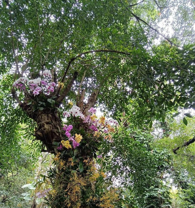 花箭是什么植物？它的生长习性和用途是什么？