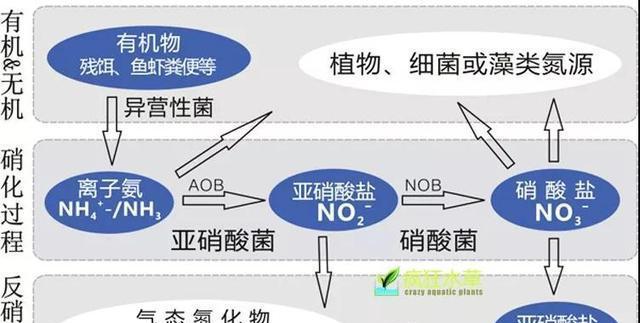 什么植物会有种球菌？如何预防和处理？