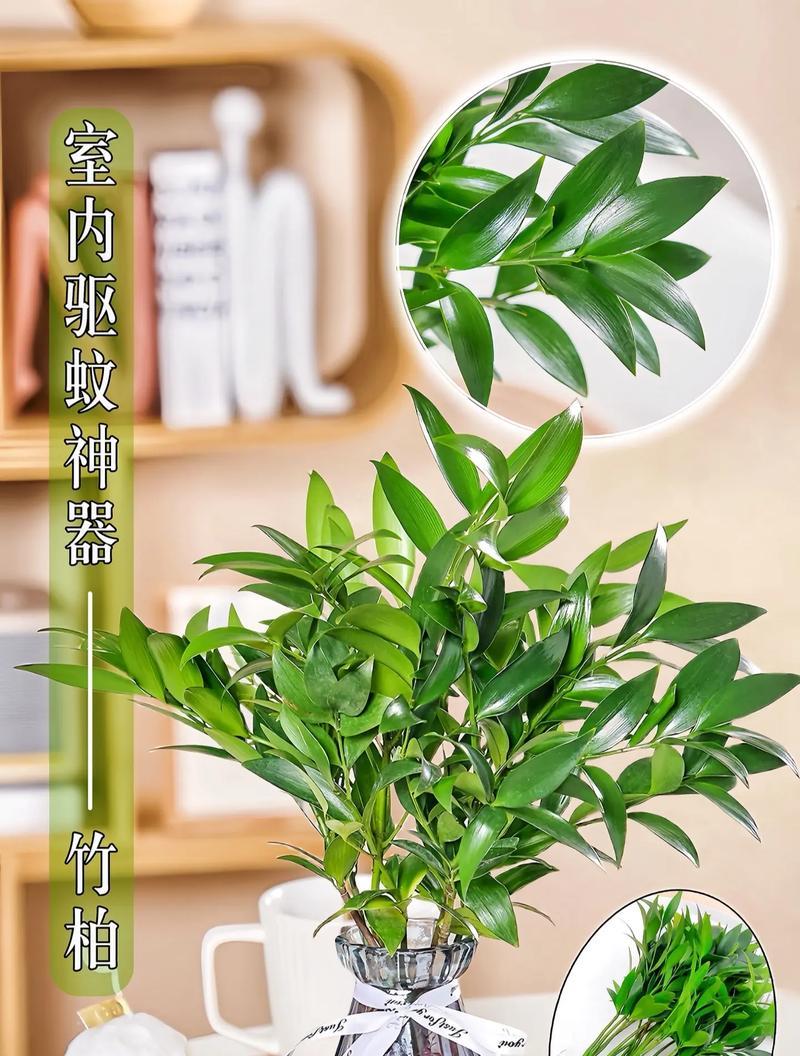 福州地区流行的盆栽植物有哪些？它们的养护技巧是什么？