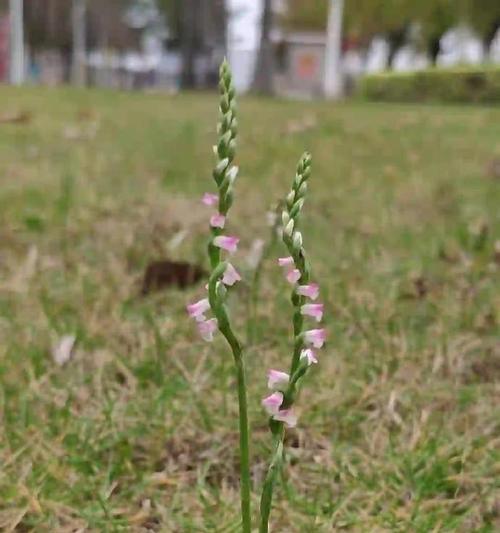 春风中适合户外种植的植物有哪些？它们的特点是什么？