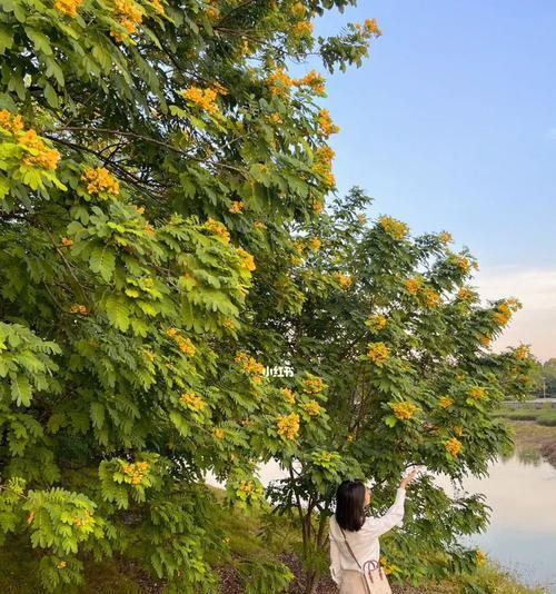 广西玉林地区有哪些特色花卉和绿植？它们的生长环境如何？