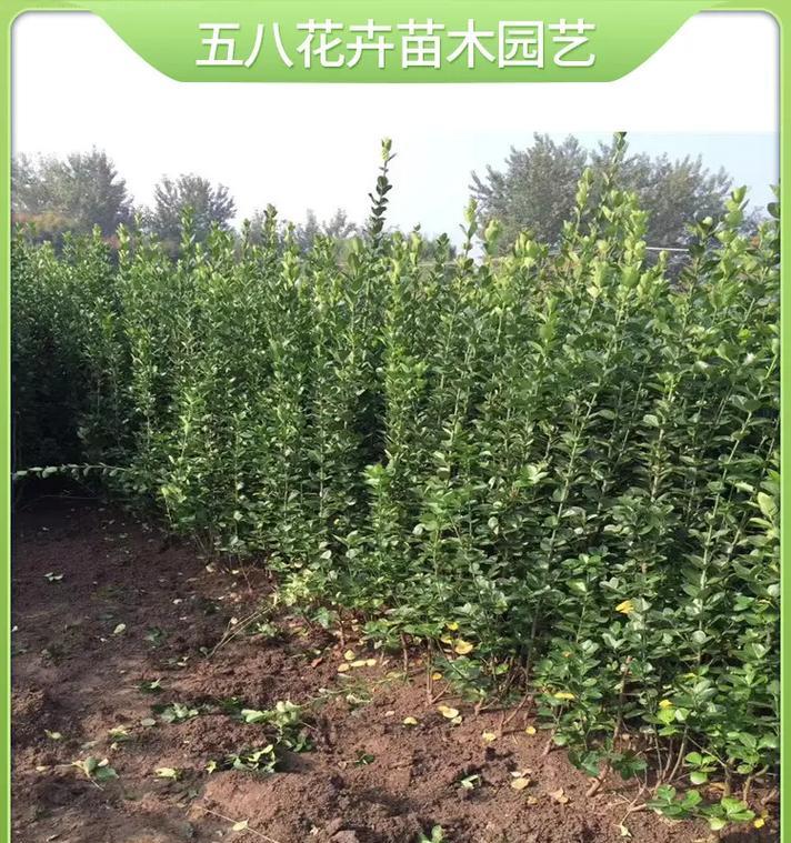 耐寒宿根花卉有哪些？如何在寒冷地区种植？