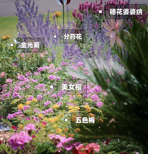 道具明亮花卉品种有哪些？如何选择合适的花卉？