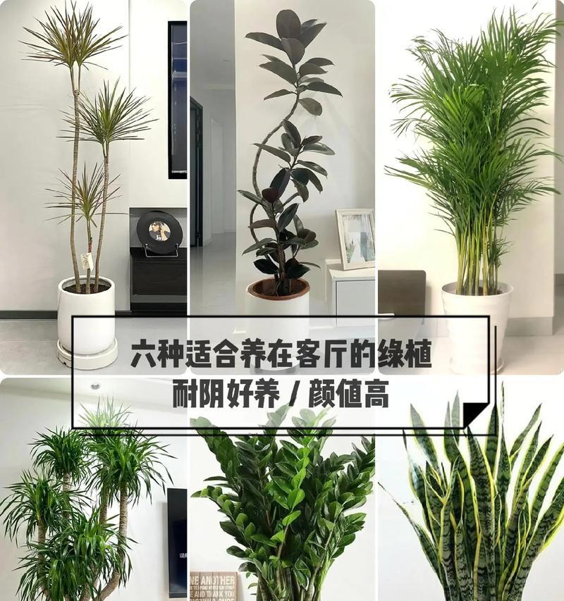 植物室内大型摆件有哪些？它们对环境有哪些影响？