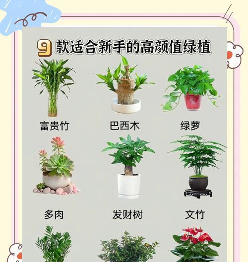 哪些花卉适合女生养？养绿植的好处是什么？