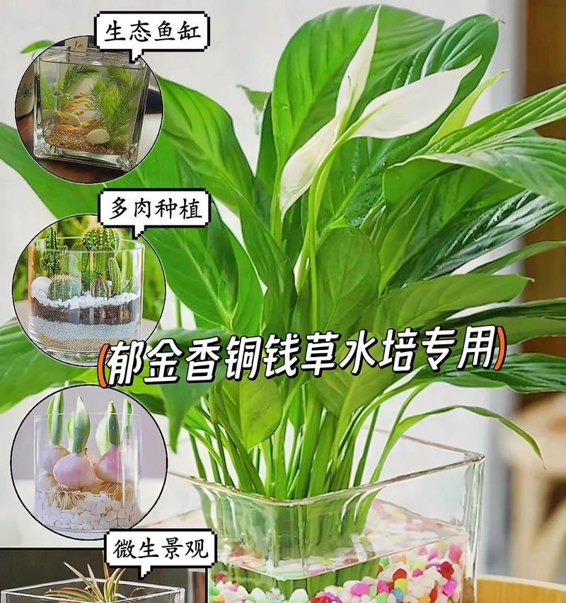 水养植物家养怎么养？有哪些注意事项？