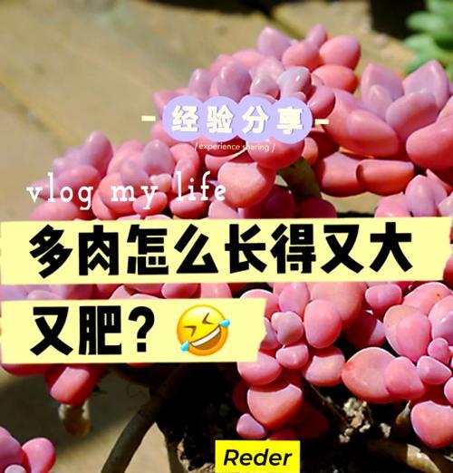 花卉土壤增肥的最佳做法是什么？如何选择合适的肥料？