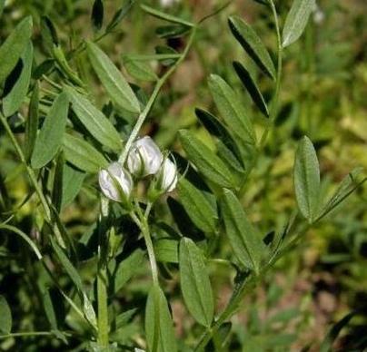 豆类植物有哪些种类？它们的特性是什么？