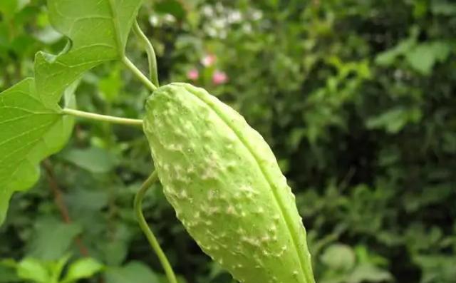 植物根茎裸露能活多久？裸露根茎的植物如何养护？