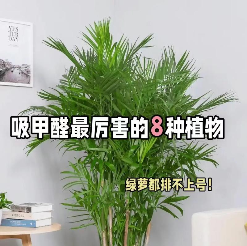 为什么植物可以吸甲醛？哪些植物最有效？