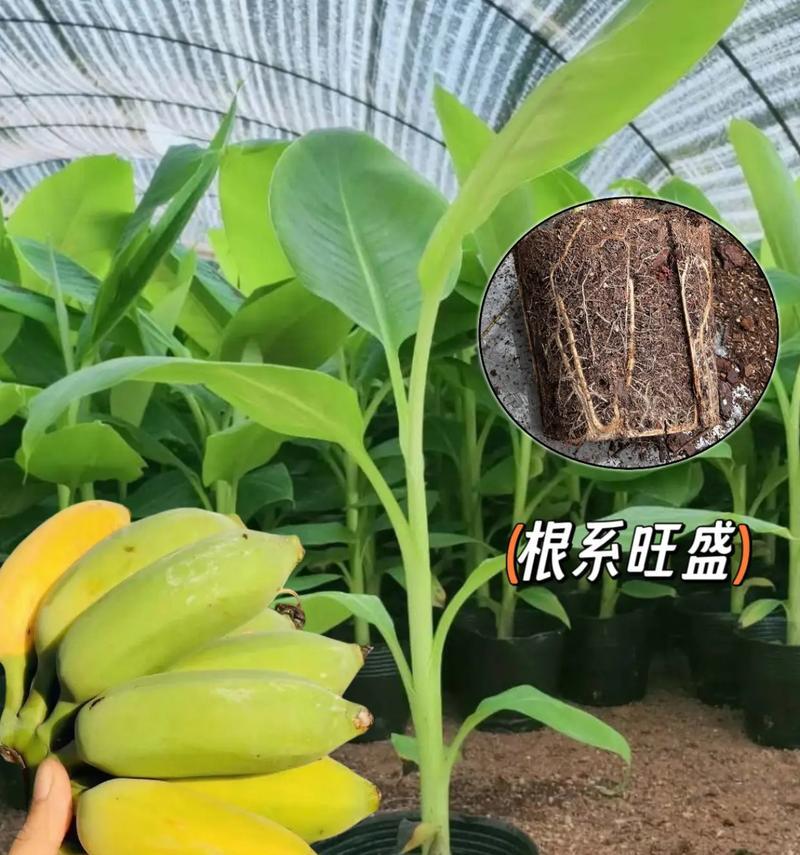 香蕉植物怎么获得？如何正确种植香蕉植物？