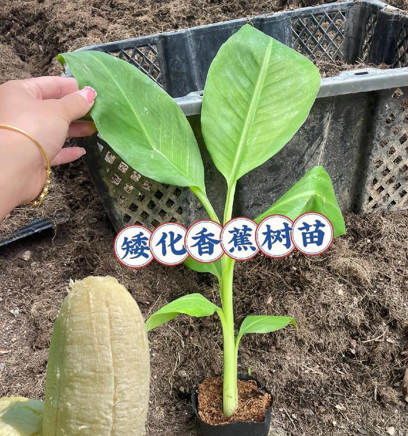 香蕉植物怎么获得？如何正确种植香蕉植物？