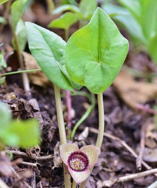 细辛植物的介绍应该如何编写？