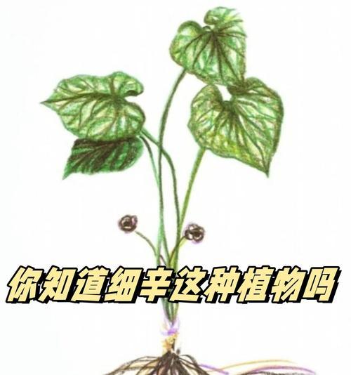 细辛植物的介绍应该如何编写？