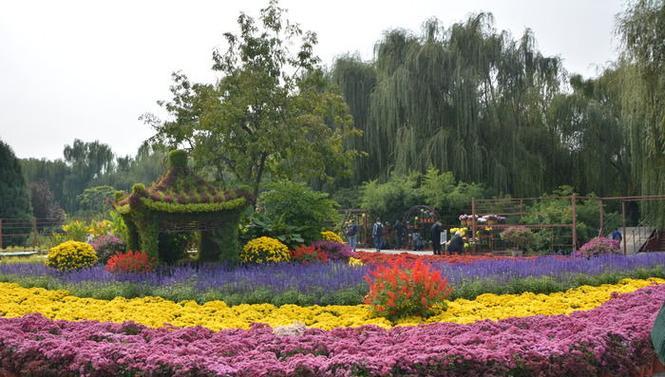 南方地区适合种植哪些景观花卉？