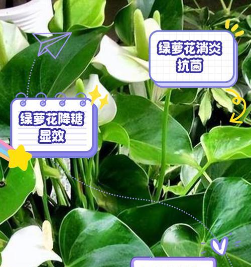 绿萝与其他植物的写作技巧有何不同？