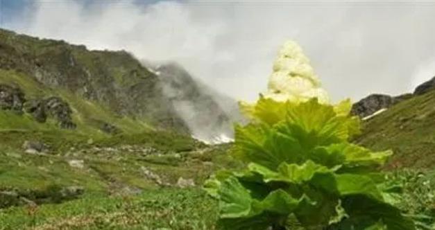 塔黄是一种什么样的植物？它有哪些独特的属性？