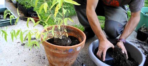 植物移栽后多久可以恢复生长？需要注意什么？