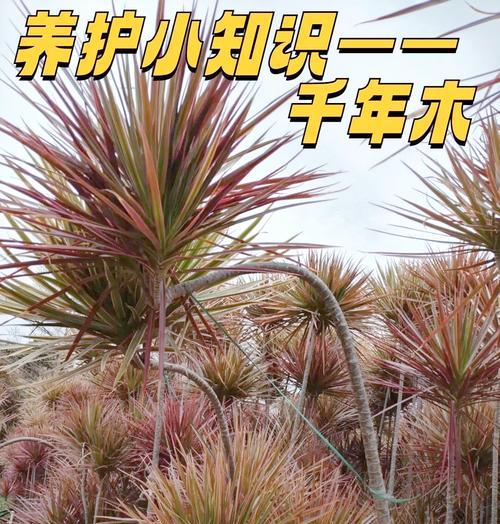 大城县常见的花卉绿植有哪些？它们的养护要点是什么？