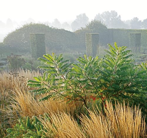 放弃城堡后适合种植哪些植物？有什么建议？