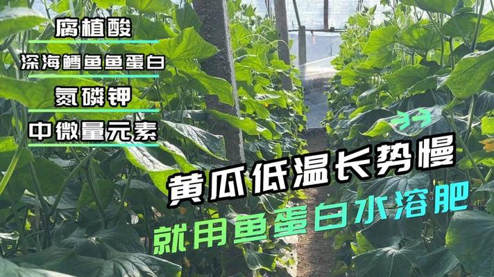 鱼蛋白原液水溶肥适合哪些花卉使用？使用效果如何？