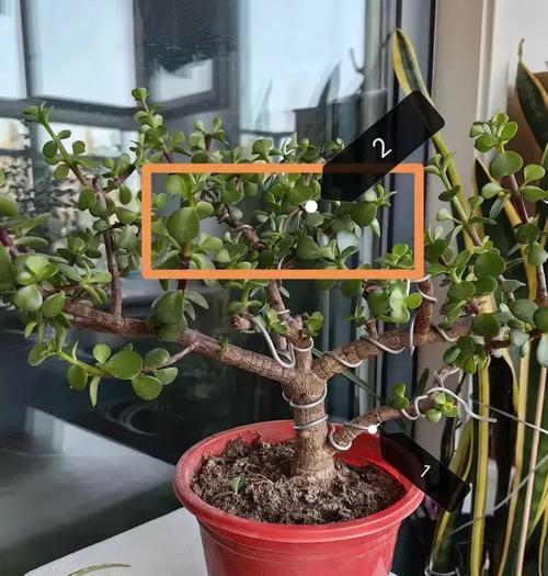 哪些植物最容易养活？养活这些植物的秘诀是什么？