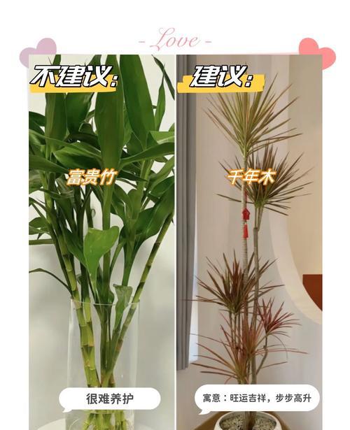 哪些植物最容易养活？养活这些植物的秘诀是什么？