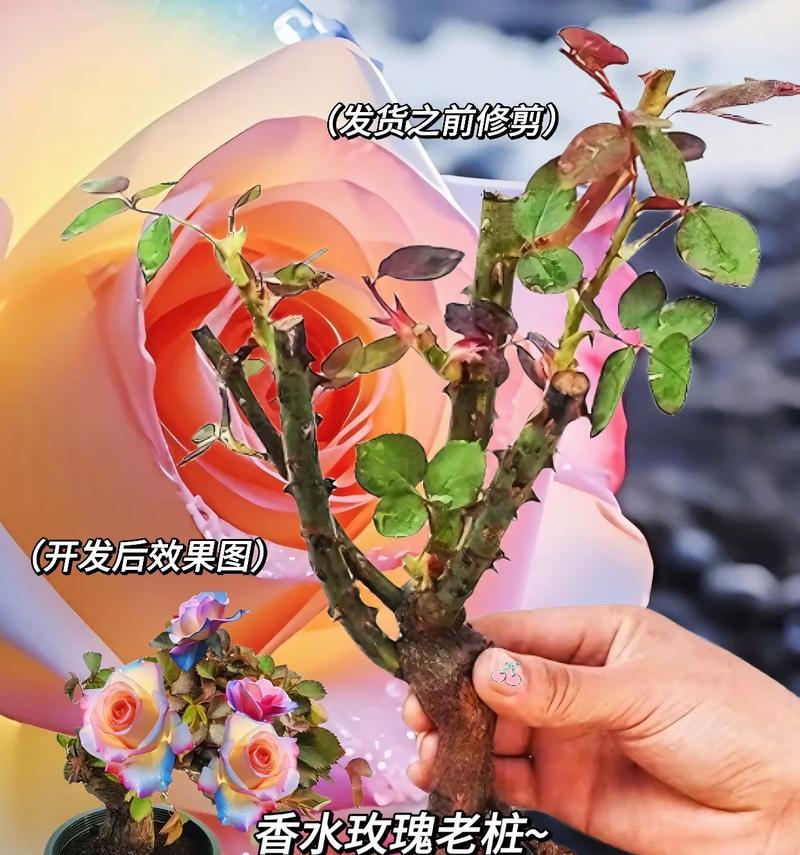 大型香水花卉有哪些种类？如何养护？