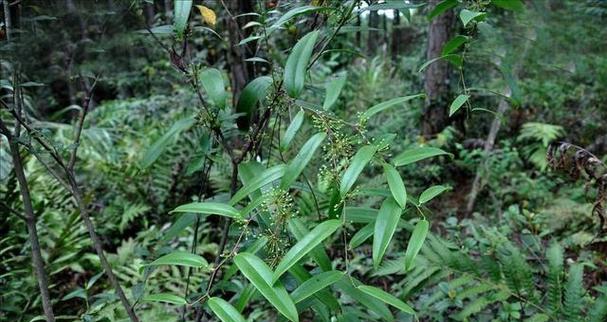 藤蔓植物如何正确喂养？有哪些特别的养护技巧？