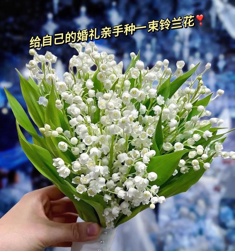 9朵花的花语是什么？它传达了哪些信息？